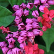 Bleeding Heart Vine Macro Poster