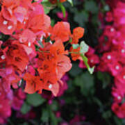 Blooming Bougainvillea- Photography By Linda Woods Poster