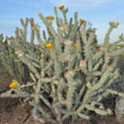 Blooming Cactus Poster