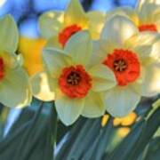 Blooming Daffodils Poster