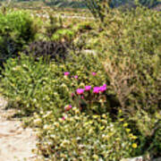 Blooming Prickly Pair In Desert Daisy Garden Poster