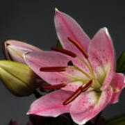 Blossoming Pink Lily Flower on dark Background Poster