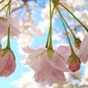 Blossoms Art Prints 52 Pink Tree Blossoms Nature Art Blue Sky Poster