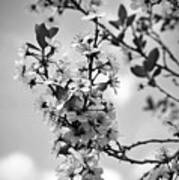 Blossoms In Black And White Poster