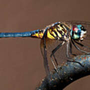Blue And Gold Dragonfly Poster