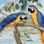 Blue And Gold Macaws Poster