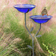 Blue Bird Bath Poster