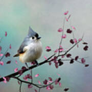 Tufted Titmouse Poster