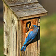 Bluebird Feeding Time Poster