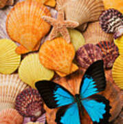 Blue Butterfly And Sea Shells Poster