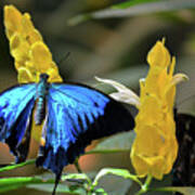 Blue Beauty Butterfly Poster