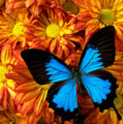 Blue Butterfly On Mums Poster