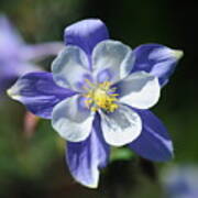 Blue Columbine Poster