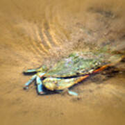 Blue Crab Hiding In The Sand Poster