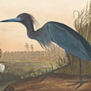 Blue Crane Or Heron Poster