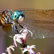 Blue Dasher Dragonfly Resting Poster