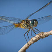 Blue Dasher Poster