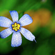 Blue Eyed Grass Flower Covered In Droplets Poster