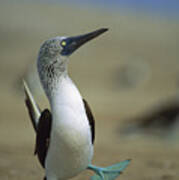 Blue-footed Booby Sula Nebouxii Poster