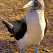 Blue-footed Booby Poster