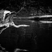 Blue Heron In Black And White Poster