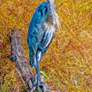 Blue Heron In Maryland Poster