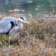 Blue Heron On The Hunt Poster