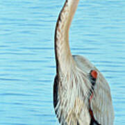 Blue Heron On The Hunt Poster