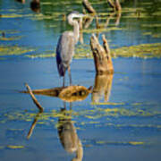 Blue Heron Reflections Poster