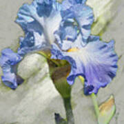 Blue Iris 2 Poster