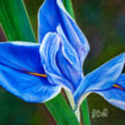 Blue Iris Poster
