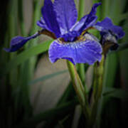 Blue Iris Poster