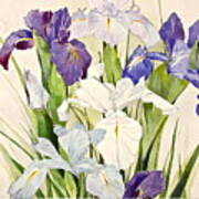 Blue Irises-posthumously Presented Paintings Of Sachi Spohn Poster
