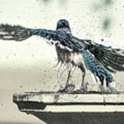 Blue Jay Bath Time Poster