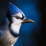 Blue Jay Poster