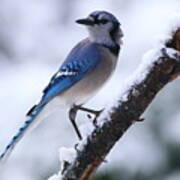 Blue Jay In Snow Poster