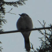 Blue Jay On Wire Poster