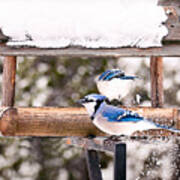 Blue Jays In Winter Poster