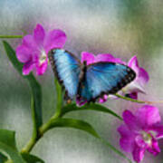 Blue Morpho With Orchids Poster