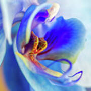 Blue Orchid Poster