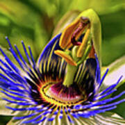 Blue Passion Flower - Still Opening 001 Poster