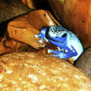 Blue Poison Dart Frog Poster