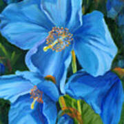 Blue Poppy Poster