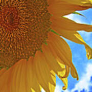 Blue Sky Sunflower Poster