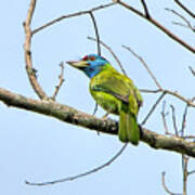 Blue Throated Barbet Poster