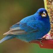 Indigo Bunting Poster