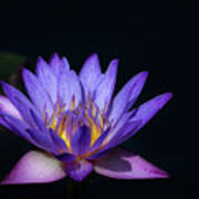 Blue Water Lily Poster