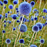 Blue Wild Thistle Poster