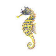 Blue Yellow Seahorse - Square Poster
