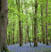 Bluebell Woods Ii Poster